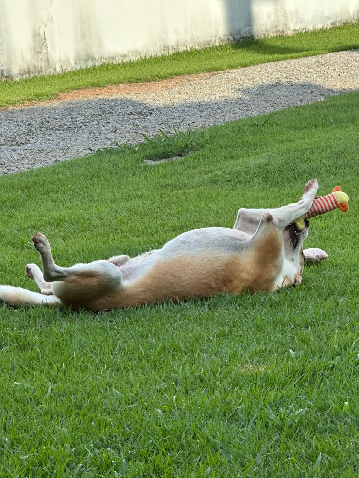 Evento da clínica veterinária Paranaíta em parceria com a Wellpet em prol do CEMPRA